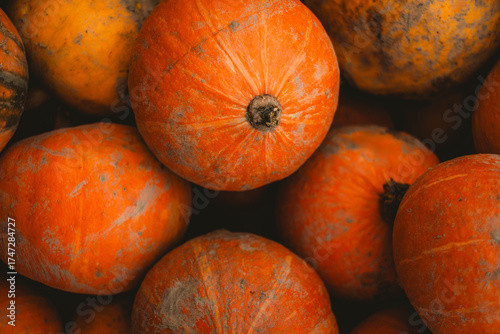 Close-up of small dirty orange pumpkins freshly harvested from the field, autumn seasonal background perfect for Thanksgiving and Halloween themes