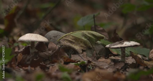 Mushroom toadstools growing on forest floor