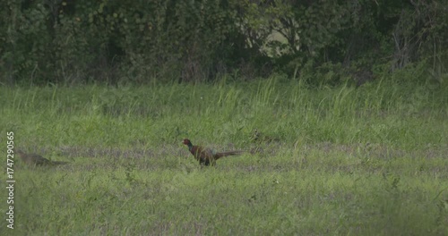 Pheasant wild game bird feeding in country field