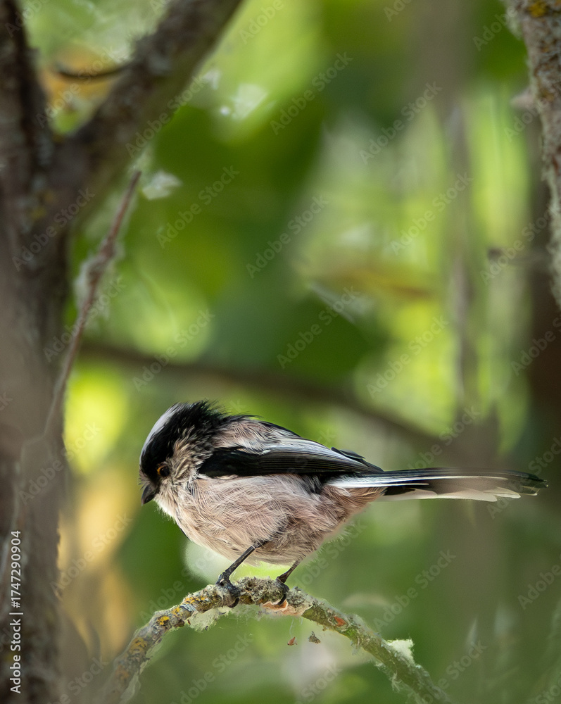 Obraz premium Long-tailed Tit on branch