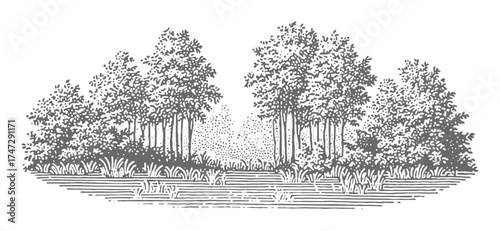 Detailed black and white illustration of a serene forest scene. Vintage woodcut engraving linocut vector illustration.