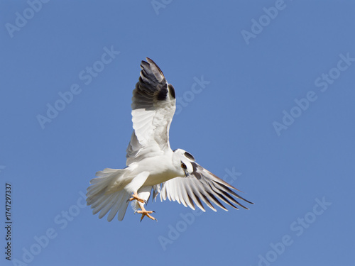 Tableau sur toile Australian Black-shouldered Kite (Elanus axillaris) hovering in the air looking for prey