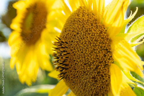 Vibrant Yellow Sunflower Blooms with Detailed Florets in Sunny Summer Field
