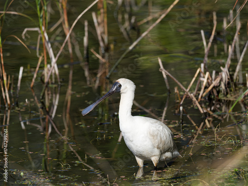 Obraz na plátně Royal Spoonbill (Platalea regia) wading in the shallows of a wetland lagoon