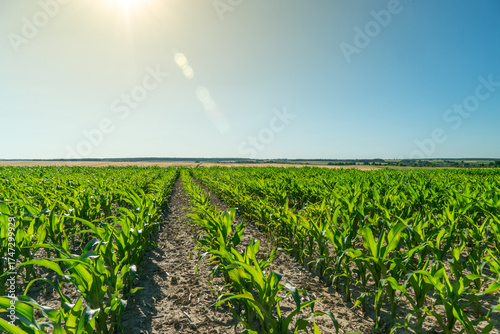 Expansive agricultural field of vibrant green young corn crops under a clear blue sunny sky with visible sun glare