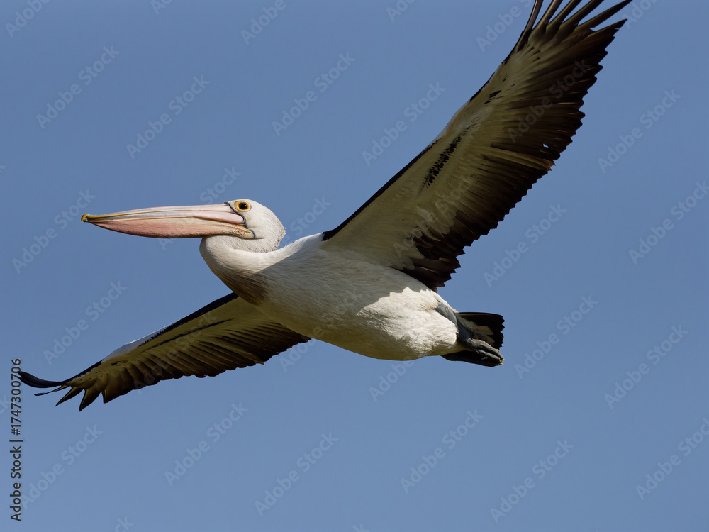 Fototapeta premium Australian Pelican (Pelecanus conspicillatus) in flight with clear blue sky background