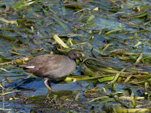 Fotografie Dusky Moorhen (Gallinula tenebrosa) wading in shallows foraging for food among g