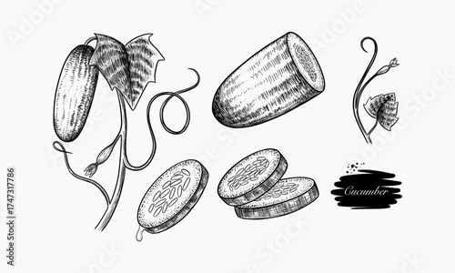 Hand Drawn Illustration Of Cucumbers Whole And Sliced