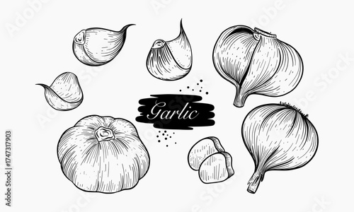 A Collection Of Hand Drawn Garlic Illustrations