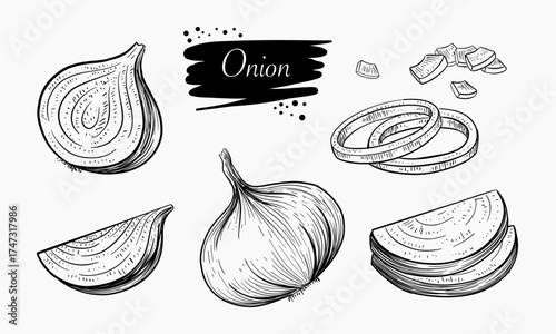 Hand Drawn Illustrations Of Onions Showing Various Cuts