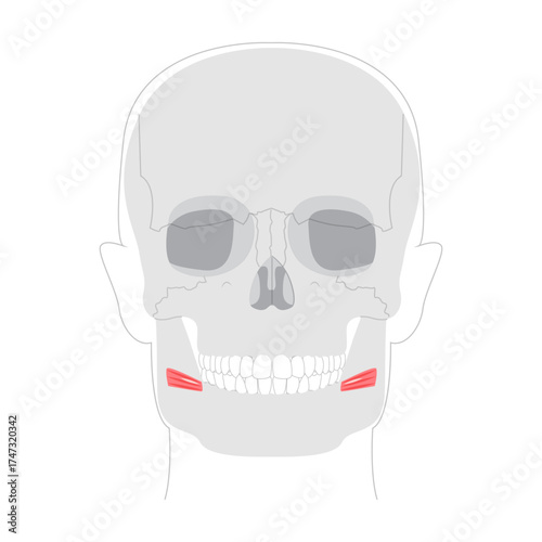 Risorius - Human mouth muscle shown in anatomy illustration that retracts the angle of the mouth for expressions like smiling, presented as a medical and educational diagram.
