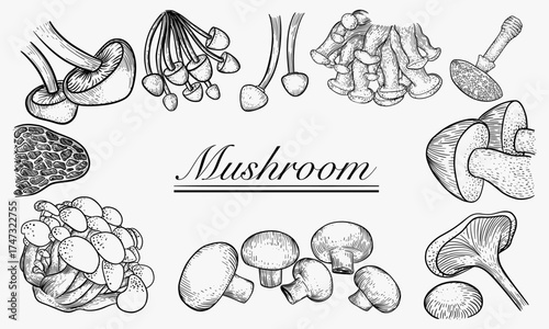 An assortment of various mushroom types illustrated in ink