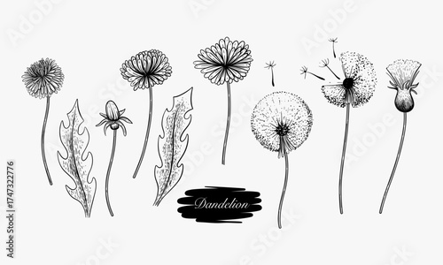 Dandelion Flower Stages Life Cycle Illustration