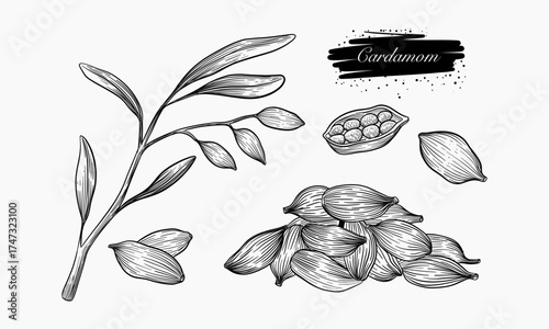 Detailed illustration of cardamom plant and seeds
