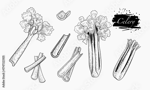 Detailed Celery Illustration Showing Stalks and Leaves