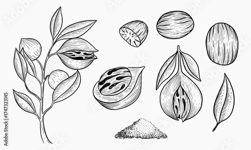 Detailed illustration of nutmeg plant leaves and seeds