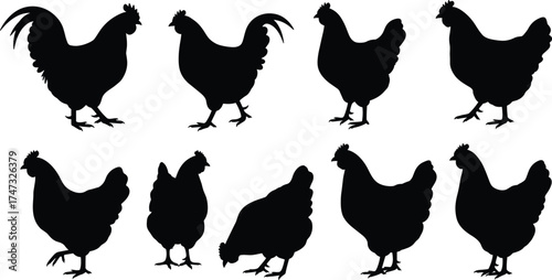 Chicken and rooster silhouette vector illustration, farm animal design, poultry bird clipart, black hen and rooster shapes, livestock art for digital and print use