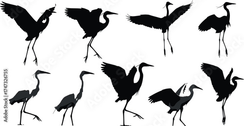 Crane bird silhouettes collection, elegant heron poses, flying and standing birds, wildlife illustration, nature animal design, graceful bird vector art, black silhouette drawing