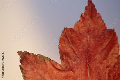 Part of a burgundy maple, autumn leaf
