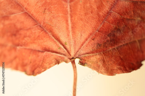 Part of a burgundy maple, autumn leaf