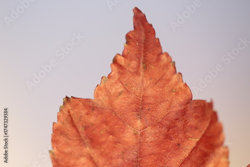 Part of a burgundy maple, autumn leaf