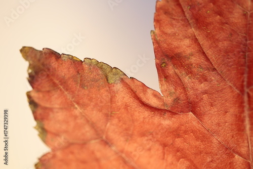 Part of a burgundy maple, autumn leaf