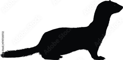 Wild weasel silhouette vector illustration, black animal outline design, wildlife graphic, forest predator art, nature creature shape, minimal mammal profile artwork