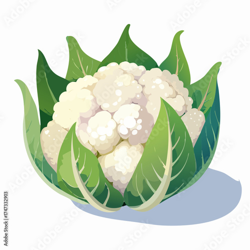 Fresh cauliflower with green leaves