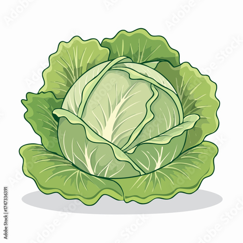 Green cabbage with white background