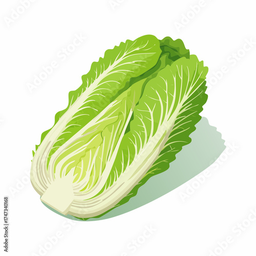 Napa cabbage with transparent background
