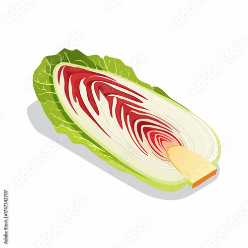 Radicchio chicory slice with green leaves