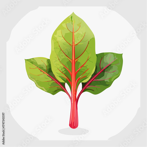 Red stemmed swiss chard leaves