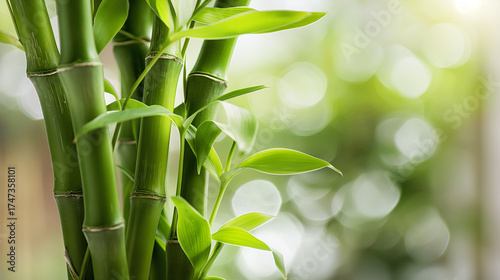 Bambu da Sorte em Close-up com Fundo Desfocado e Iluminado