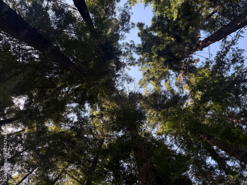 Fototapeta premium Looking up at tall trees reaching for the blue sky in a quiet forest on a sunny day