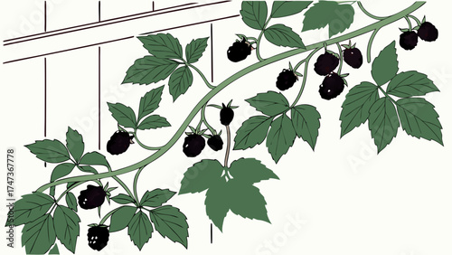 Blackberries on the Vine Fresh Fruit Illustration Garden Design Element.