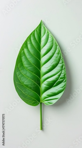 green leaf on white background