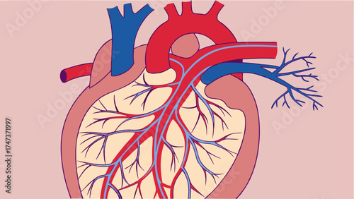Human heart anatomy illustration detailed diagram of cardiovascular system medical chart blood vessels arteries veins educational resource.