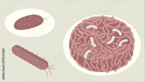 Illustration of various microbial cells and structures including cocci bacilli and spirochetes.