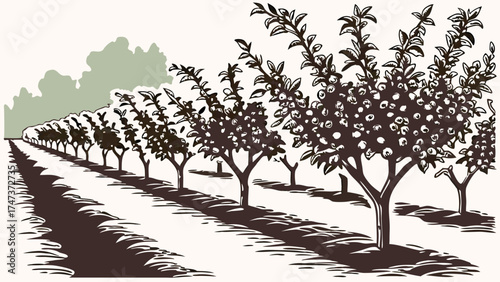 Orchard Fruit Trees Row of Trees Farm Agriculture Harvest Nature Landscape Rural Countryside Garden Farming Food Produce Botanical Plants Trees Branches Leaves Fruit Summer S.