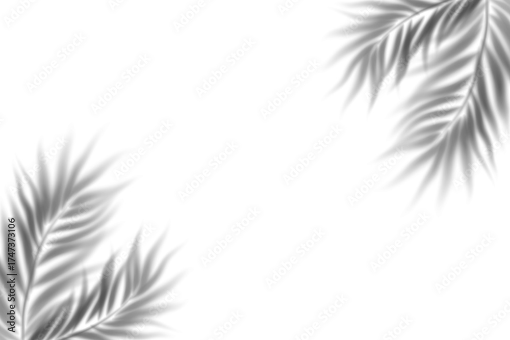 Obraz premium Shadow palm Green palm tree on white background PNG Tropical lush green palm leaves, elements on transparent background Leaf of palm isolated on white BG Composition of leaves. Shadow