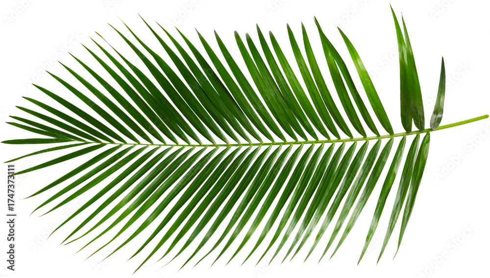 Obraz premium palm Green palm tree on white background PNG Tropical lush green palm leaves, elements on transparent background Leaf of palm isolated on white Composition of coconut leaves.