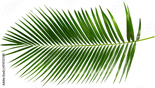 palm Green palm tree on white background PNG Tropical lush green palm leaves, elements on transparent background Leaf of palm isolated on white Composition of coconut leaves.