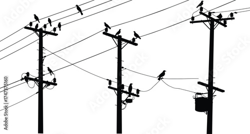 Silhouette of utility poles, birds perched on power lines, urban nature scene, electricity infrastructure, evening sky