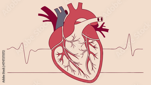 Stylized anatomical heart illustration with EKG line for medical healthcare and science designs.