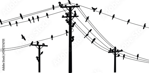 Utility poles, power lines, birds, silhouette, electricity, rural scene, urban infrastructure, energy, transformer, voltage, network, distribution, industrial, perched, connection