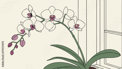 White Orchid Flower in Pot by Window Botanical Illustration Home Decor Floral Design Spring Summer Nature Plant Bloom Blossom Elegance Serenity Peace Tranquility Minimalist Art Lin.