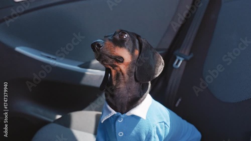 A dachshund in a blue shirt sits comfortably in his car seat, looking out the window and turning his head curiously. Safe travel with your pet by car