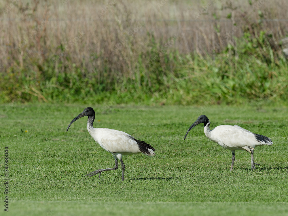 Fototapeta premium A pair of Australian White Ibis (Threskiornis molucca) on freshly mowed grass walking around looking for food