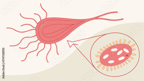 Illustration of a cell with cilia and its internal structure.