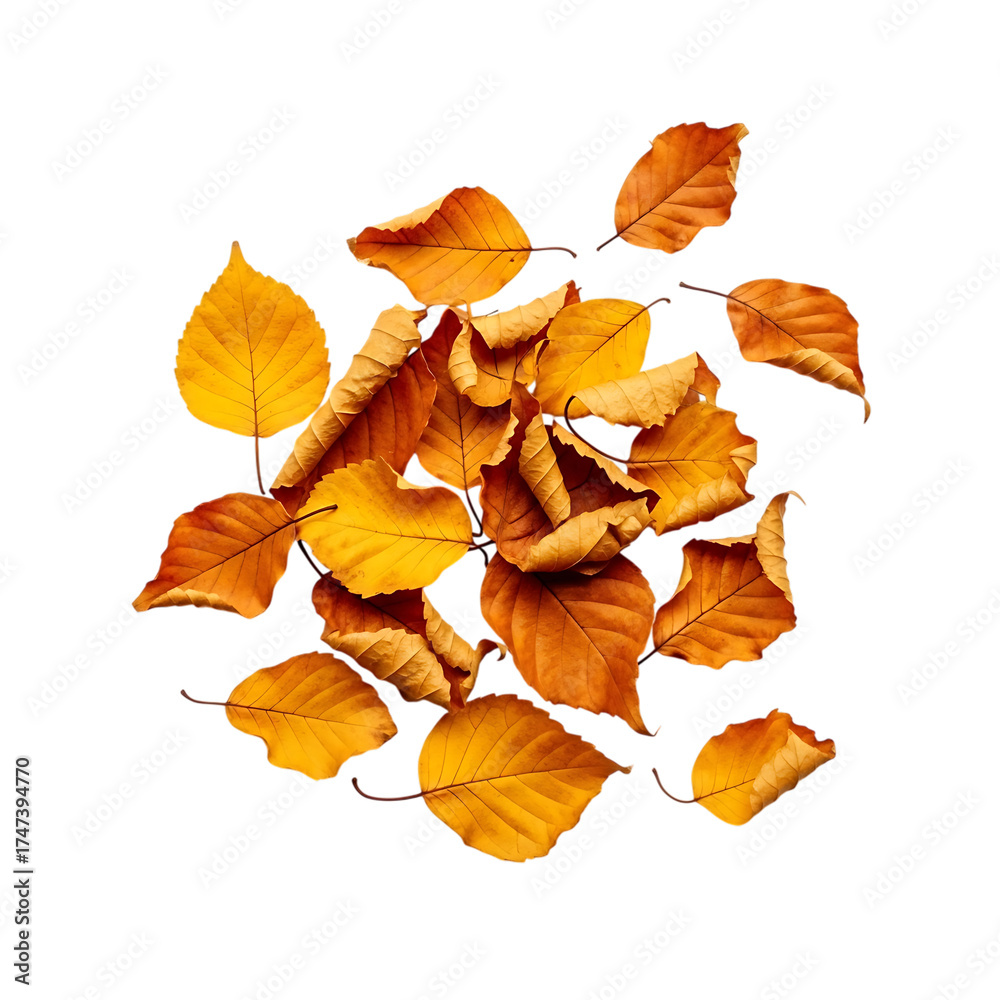 Fototapeta premium Autumn leaves scattered abstract pattern isolated isolated on transparent background
